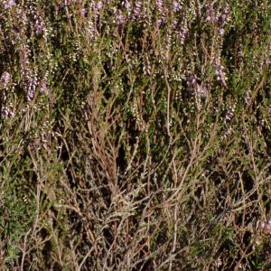 Photographie n°2003370 du taxon Calluna vulgaris (L.) Hull [1808]