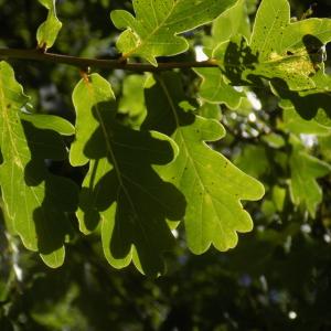 Photographie n°2003556 du taxon Quercus robur L. [1753]