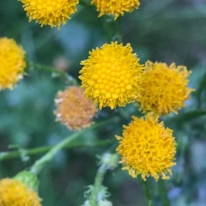 Photographie n°2003787 du taxon Tanacetum vulgare L. [1753]