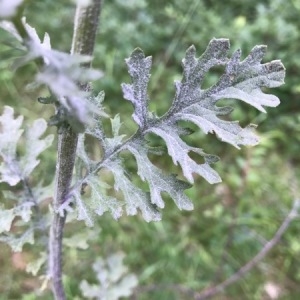 Photographie n°2003788 du taxon Tanacetum vulgare L. [1753]