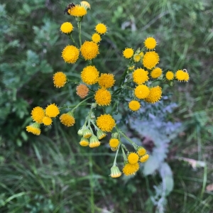 Photographie n°2003789 du taxon Tanacetum vulgare L. [1753]