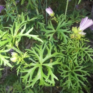 Photographie n°2004130 du taxon Malva moschata L. [1753]