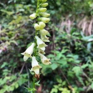 Photographie n°2004236 du taxon Digitalis lutea L. [1753]