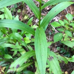 Photographie n°2004238 du taxon Digitalis lutea L. [1753]