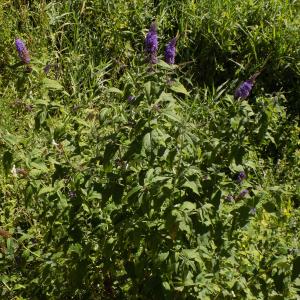 Photographie n°2004341 du taxon Buddleja davidii Franch. [1887]