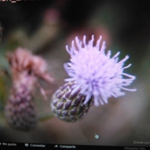 Photographie n°2005272 du taxon Cirsium arvense (L.) Scop. [1772]