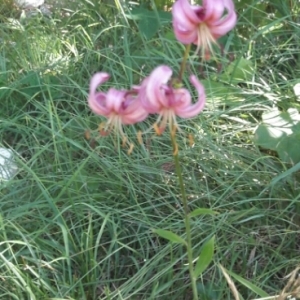 Photographie n°2005660 du taxon Lilium martagon L.