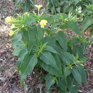 Photographie n°2006860 du taxon Mirabilis jalapa L. [1753]