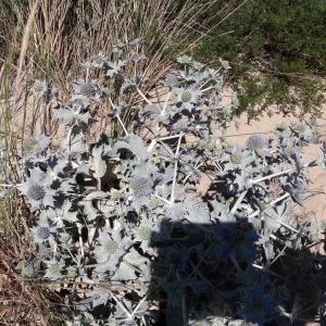 Photographie n°2007147 du taxon Eryngium maritimum L. [1753]