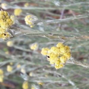 Photographie n°2007181 du taxon Helichrysum stoechas (L.) Moench [1794]