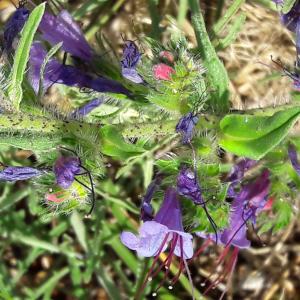 Photographie n°2007212 du taxon Echium vulgare L. [1753]