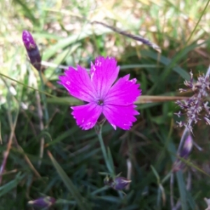 Photographie n°2007449 du taxon Dianthus carthusianorum L. [1753]