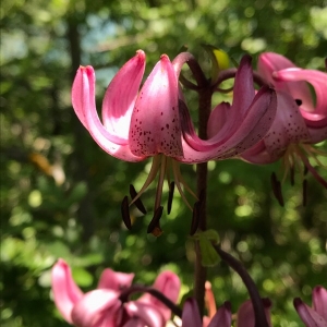 Photographie n°2007608 du taxon Lilium martagon L.