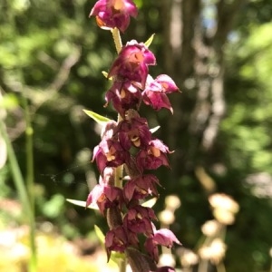 Photographie n°2007662 du taxon Epipactis atrorubens (Hoffm.) Besser [1809]