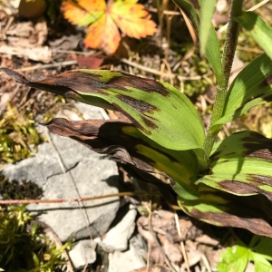 Photographie n°2007663 du taxon Epipactis atrorubens (Hoffm.) Besser [1809]