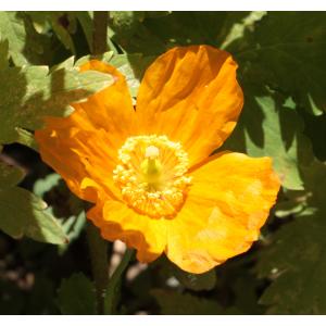 Papaver croceum Ledeb. (Pavot d'Islande)