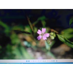Claytonia sibirica L. (Claytonia de Sibérie)