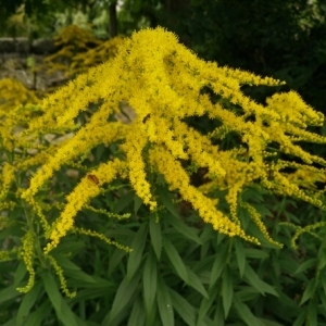 Photographie n°2008553 du taxon Solidago canadensis L. [1753]