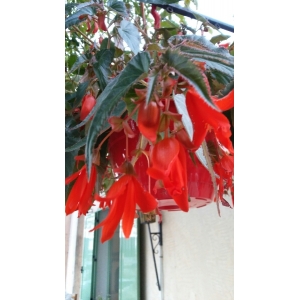 Lobelia splendens Willd. (Lobélie du cardinal)