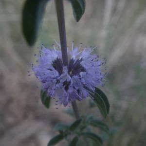 Photographie n°2009372 du taxon Mentha pulegium L. [1753]