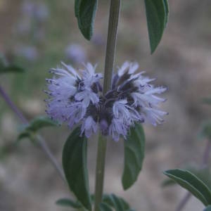 Photographie n°2009380 du taxon Mentha pulegium L. [1753]