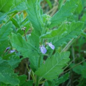 Photographie n°2009383 du taxon Teucrium scordium L. [1753]