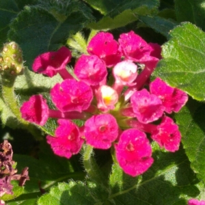 Photographie n°2010551 du taxon Lantana camara L. [1753]