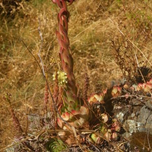 Photographie n°2010736 du taxon Sempervivum tectorum L. [1753]