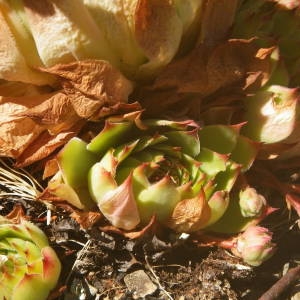 Photographie n°2010738 du taxon Sempervivum tectorum L. [1753]