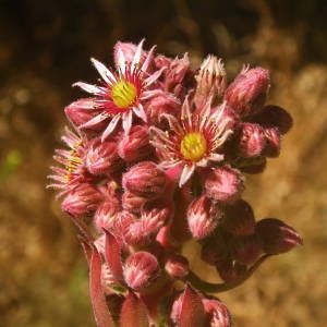 Photographie n°2010739 du taxon Sempervivum tectorum L. [1753]