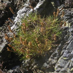 Photographie n°2010745 du taxon Plantago holosteum Scop. [1771]