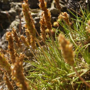 Photographie n°2010747 du taxon Plantago holosteum Scop. [1771]