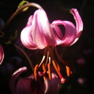 Photographie n°2010759 du taxon Lilium martagon L. [1753]