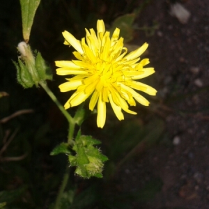 Photographie n°2010993 du taxon Sonchus oleraceus L. [1753]