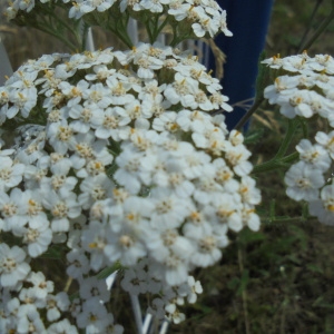 Photographie n°2011287 du taxon Achillea crithmifolia Waldst. & Kit. [1802]