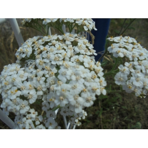 Achillea versecensis Kit. ex Kanitz (Achillée à feuilles de criste marine)