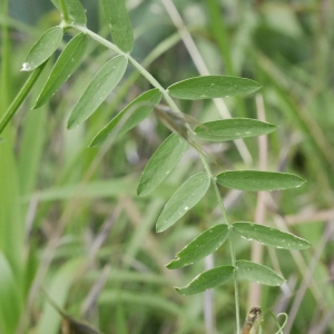 Photographie n°2011618 du taxon Vicia cracca L.