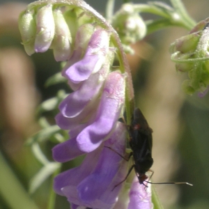 Photographie n°2011625 du taxon Vicia cracca L.