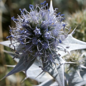 Photographie n°2012557 du taxon Eryngium maritimum L. [1753]