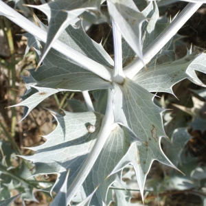 Photographie n°2012566 du taxon Eryngium maritimum L. [1753]