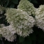  Garcia FAUSTINO - Hydrangea paniculata Siebold [1829]