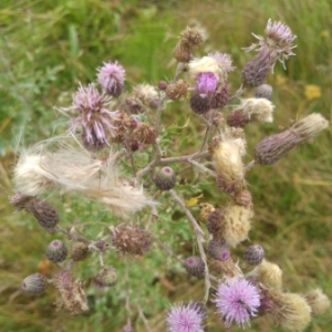 Photographie n°2014455 du taxon Cirsium arvense (L.) Scop. [1772]