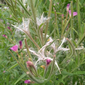 Photographie n°2015146 du taxon Epilobium hirsutum L.