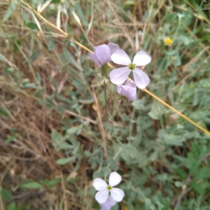 Photographie n°2015171 du taxon Lunaria annua L. [1753]