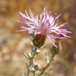 Photographie n°2015178 du taxon Centaurea paniculata L. [1753]