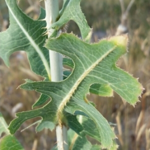 Photographie n°2015185 du taxon Lactuca serriola L. [1756]