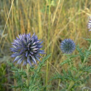 Photographie n°2016086 du taxon Echinops ritro L. [1753]