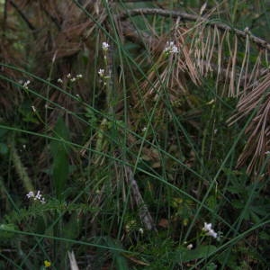 Photographie n°2016269 du taxon Asperula cynanchica L. [1753]