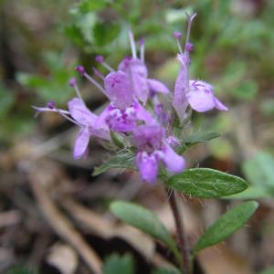 Photographie n°2016275 du taxon Thymus dolomiticus H.J.Coste [1893]