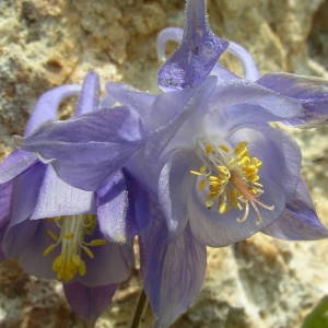 Photographie n°2016289 du taxon Aquilegia viscosa Gouan [1764]